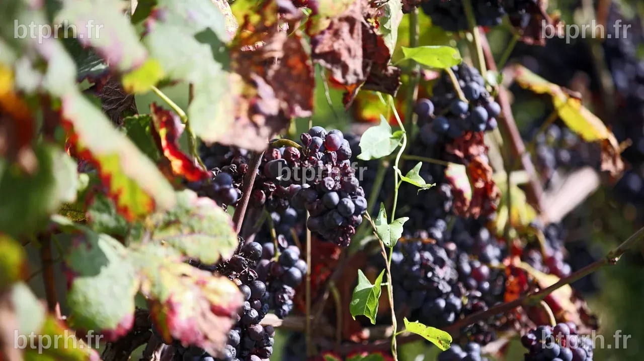 Pesticides : la densité des vignes traitées autour du domicile accroît ...
