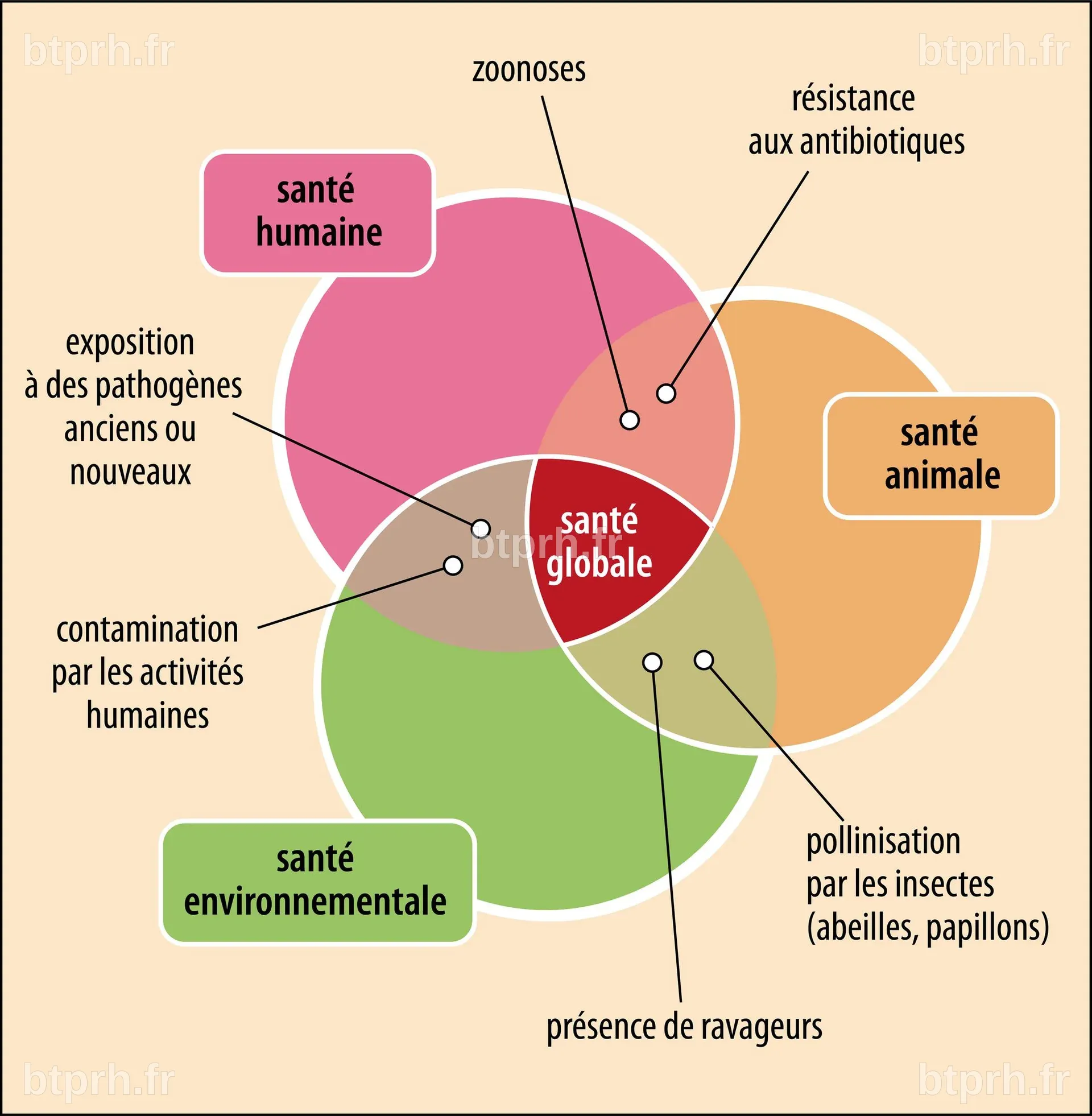 ONE HEALTH (UNE SEULE SANTÉ) : Définition du concept - Encyclopædia ...