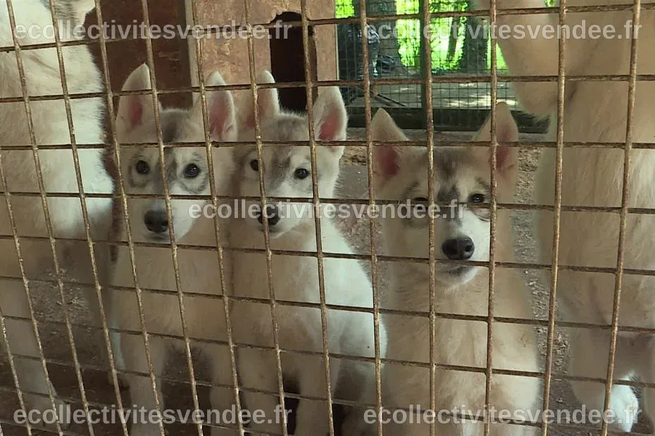 Un élevage illégal d'une centaine de chiens huskies perquisitionné près ...