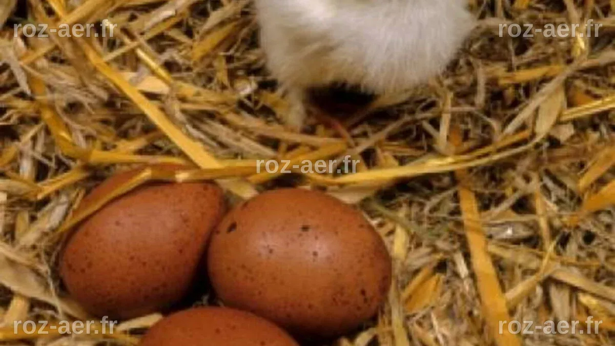 L'énigme millénaire de l'œuf et de la poule enfin résolue par la science !