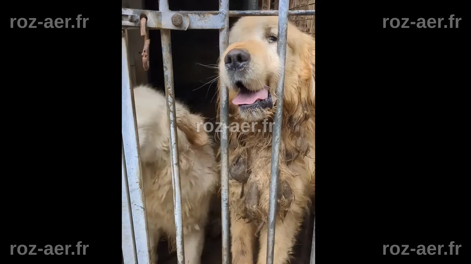 En Bretagne, des dizaines de chiens sauvés d’un élevage clandestin ...