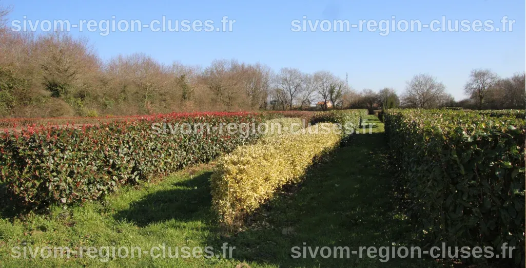 Tout savoir sur les haies bocagères - Conseils Haies | Leaderplant