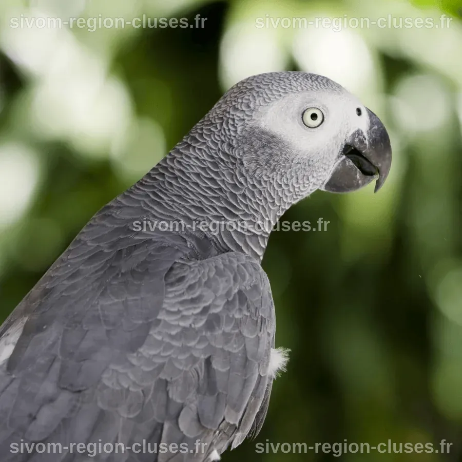 Perroquet gris du Gabon : caractère, prix et adoption responsable