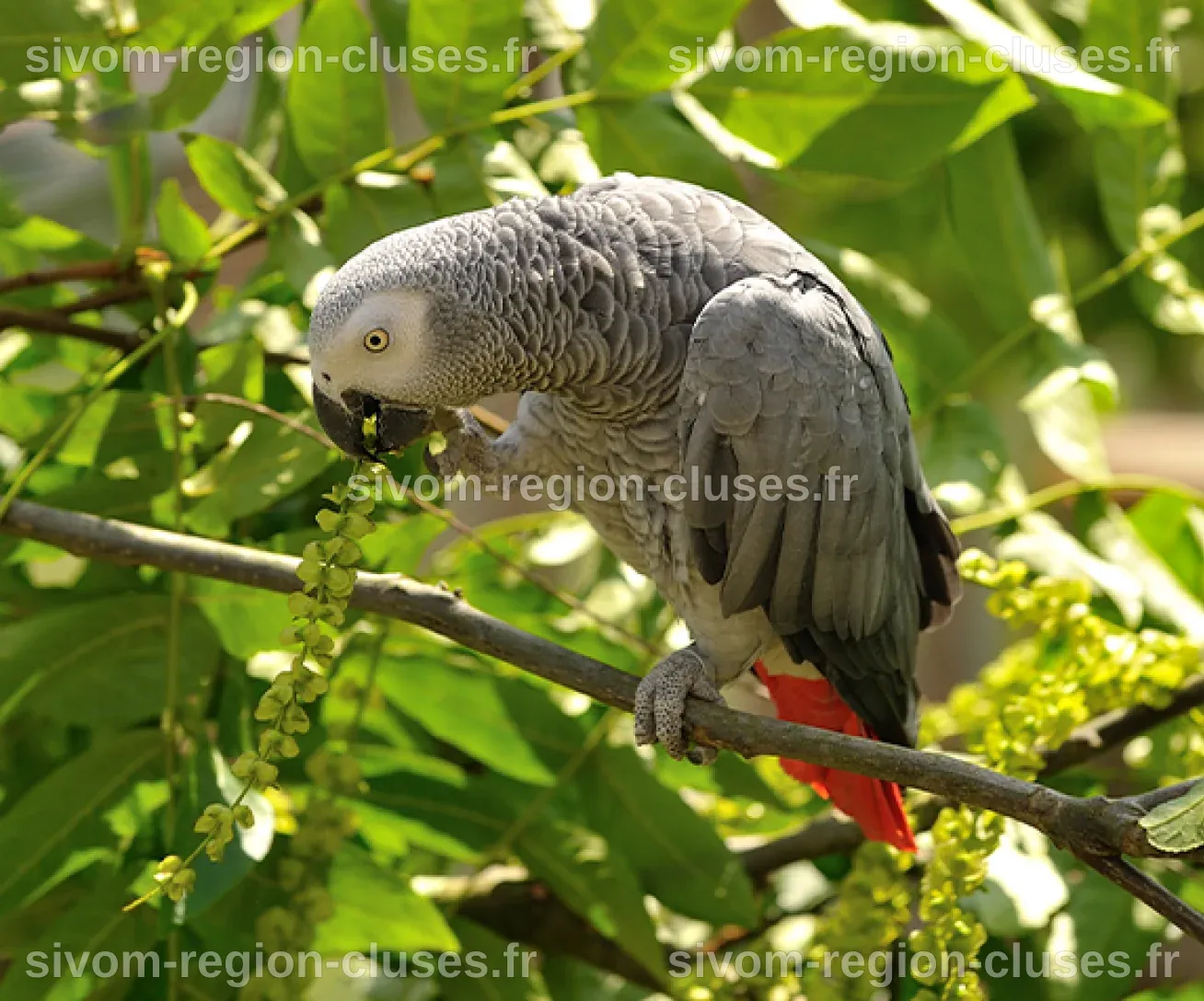 Prix Gris du Gabon | Parrot World