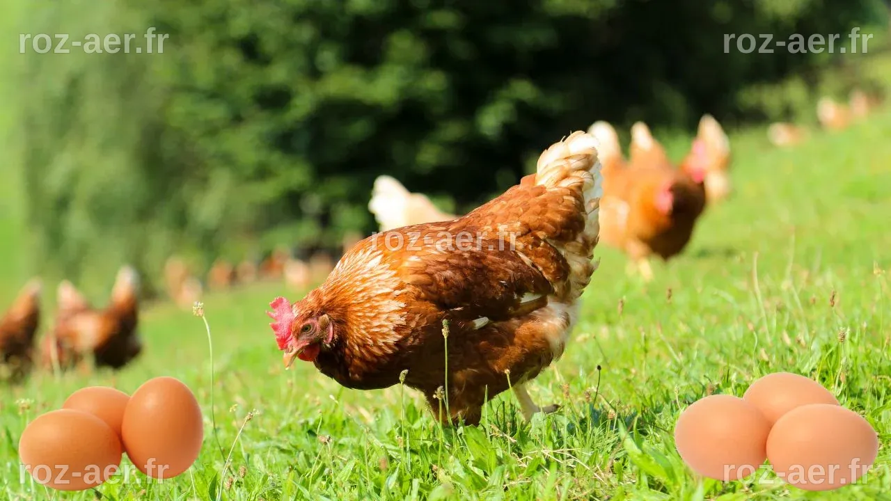 Dilemme œuf ou poule : la science a enfin tranché sur cette question ...