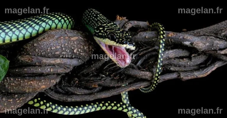 Explore Asia's Realm of Flying Snakes - A-Z Animals Slideshows