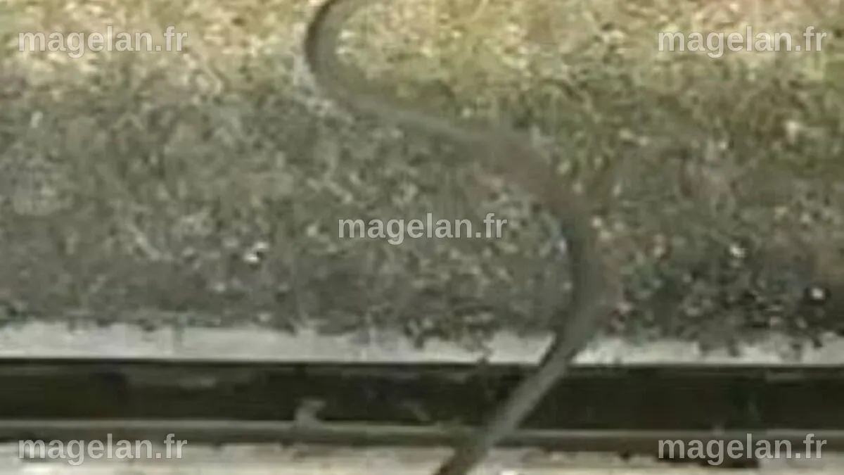 Des serpents volants découverts en Asie