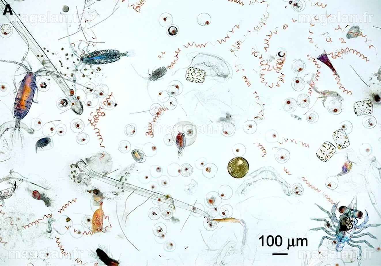 Microbes et méconnus, tout un monde dans une goutte d’eau ! - Espace ...
