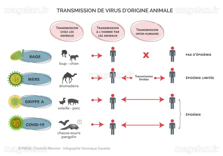 COVID-19 : comprendre une épidémie | INRAE