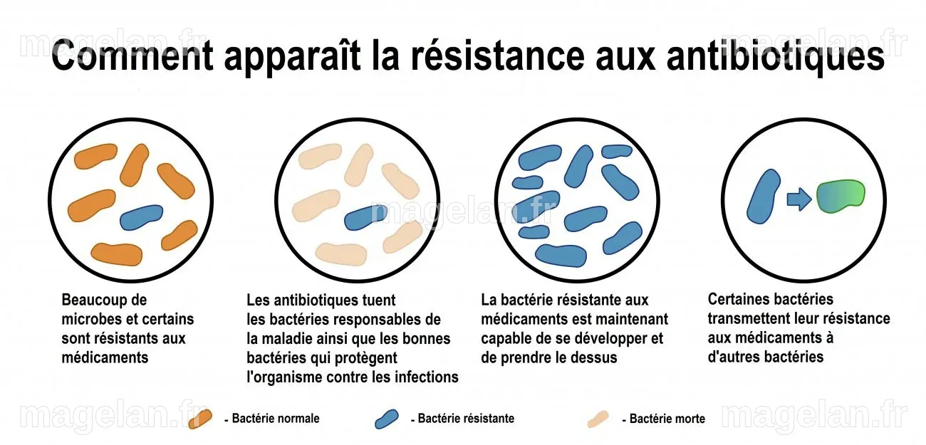 L’antibiorésistance, ou comment les bactéries deviennent résistantes ...