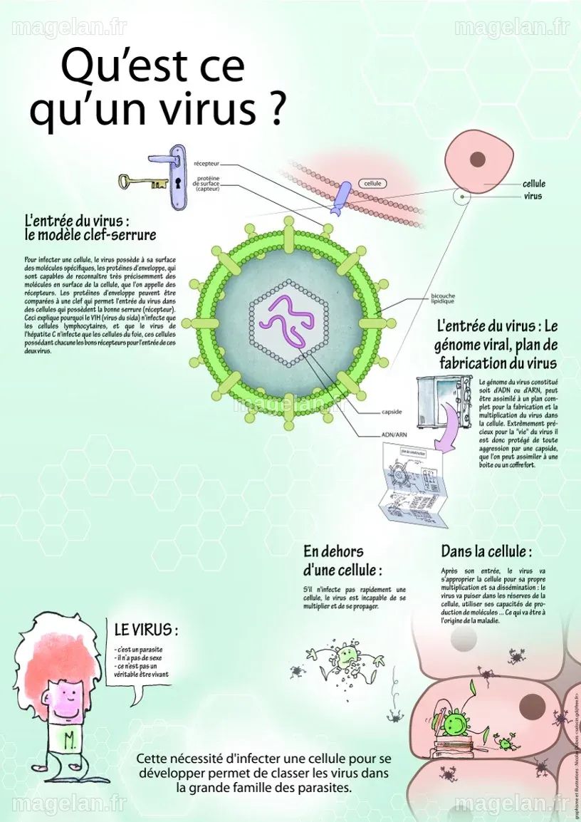 Épidémies, virus, antibiotiques : notre santé entre les mains des animaux et de la planète