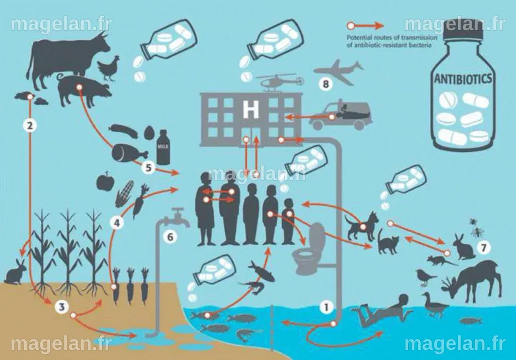 La résistance aux antibiotiques et le risque de transmission à partir ...
