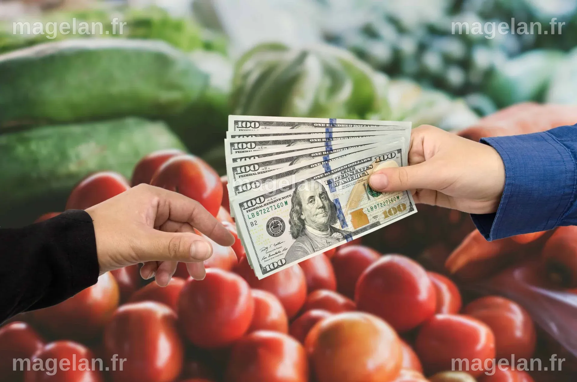 SNAP Explained: Understanding Your Food Assistance Options