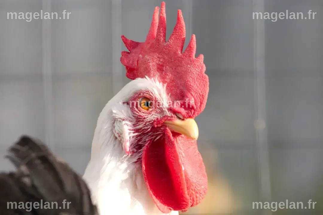 Qui est arrivé en premier l'œuf ou la poule ? Découvrez la réponse ultime