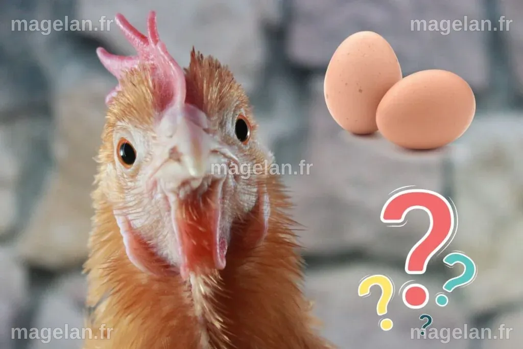 Les scientifiques révèlent enfin ce qui est venu en premier, la poule ...