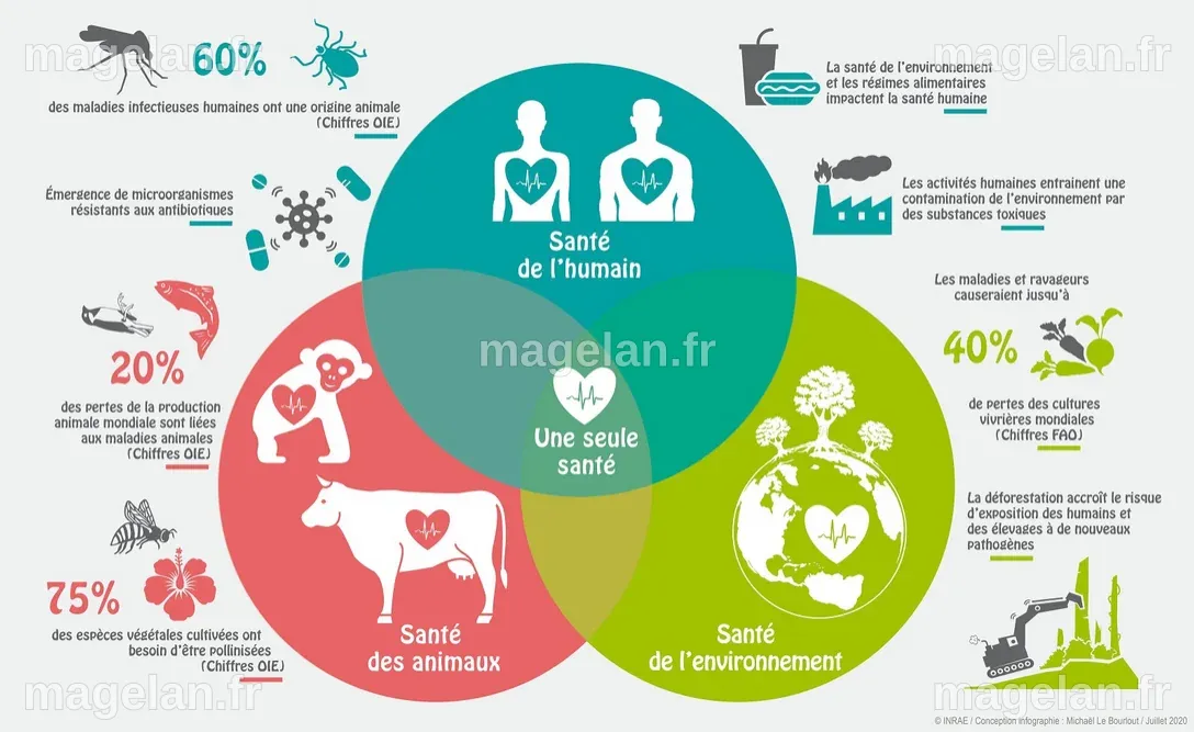 One Health | Réseau régional d’appui à la prévention et à la promotion ...
