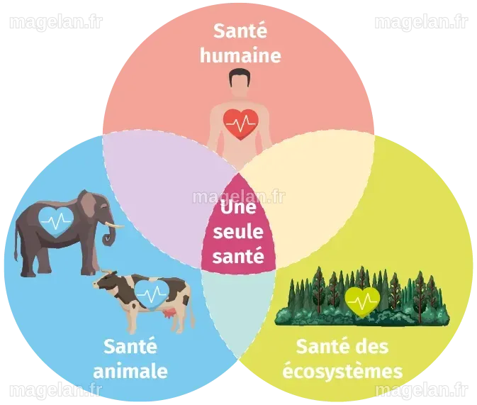 L’approche globale « Une seule santé » | Lelivrescolaire.fr