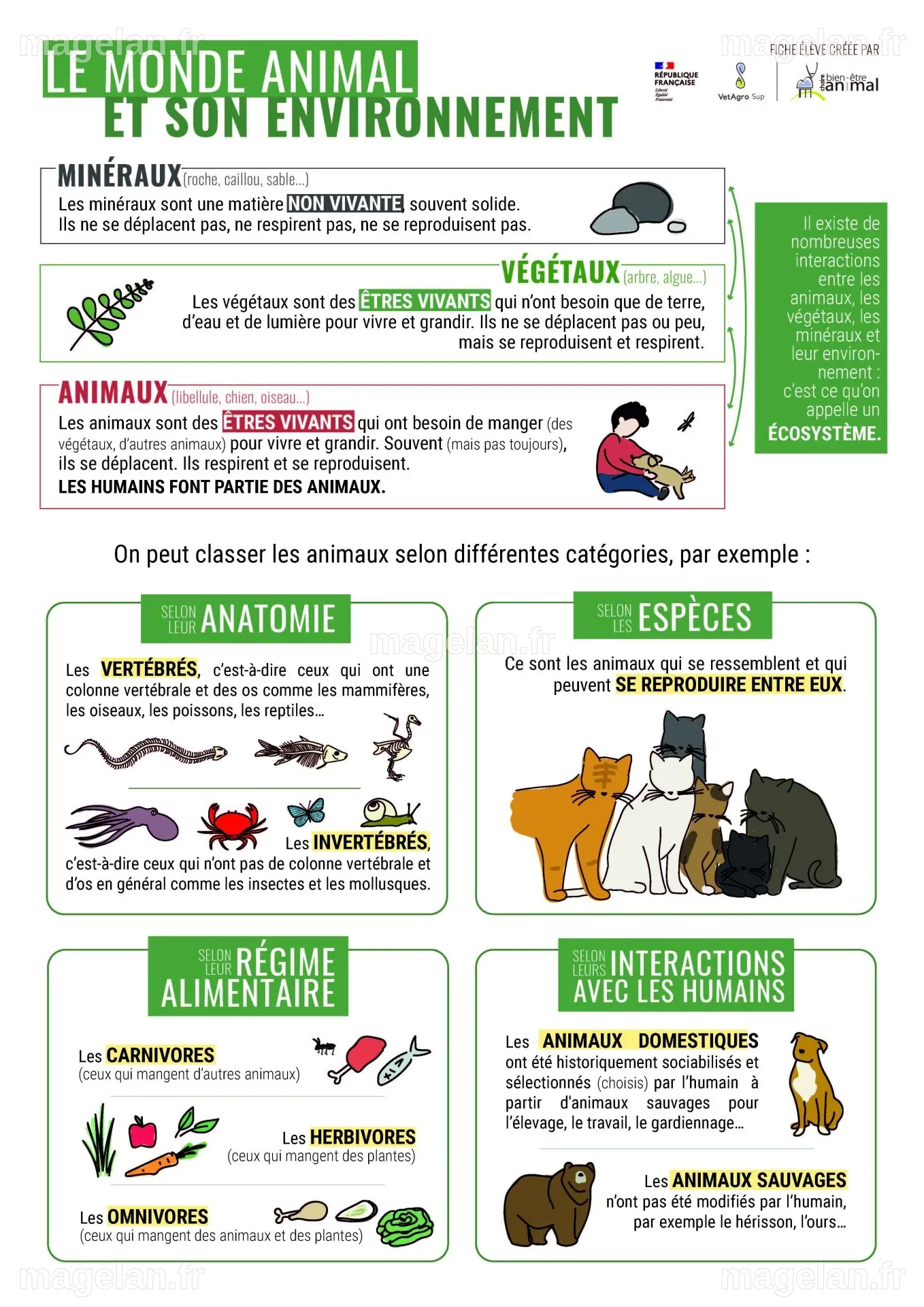 Santé mondiale : comment les animaux et notre planète influencent notre bien-être ?