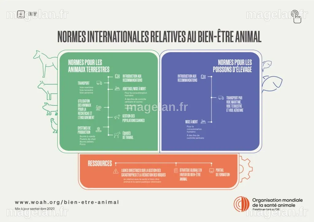 Bien-être animal - OMSA - Organisation mondiale de la santé animale