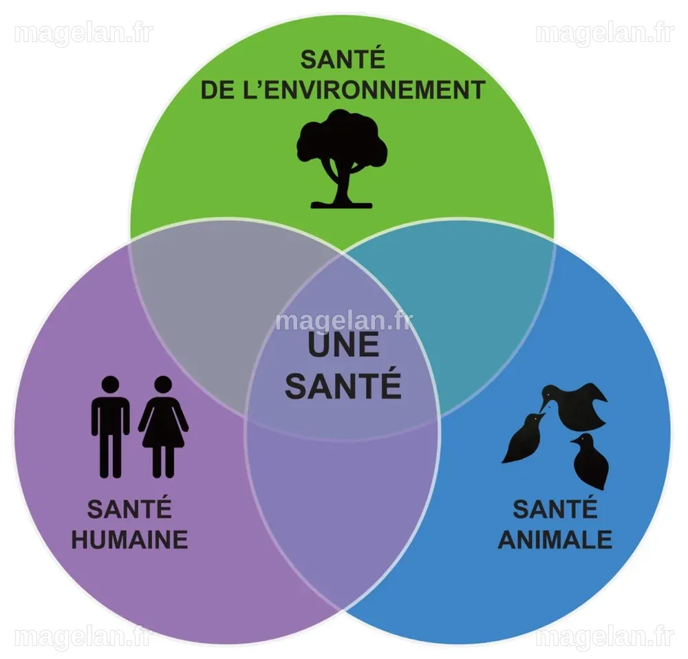 LE CONCEPT D'UNE SEULE SANTÉ (ONE HEALTH) ⋆ Cercle de réflexion Sully