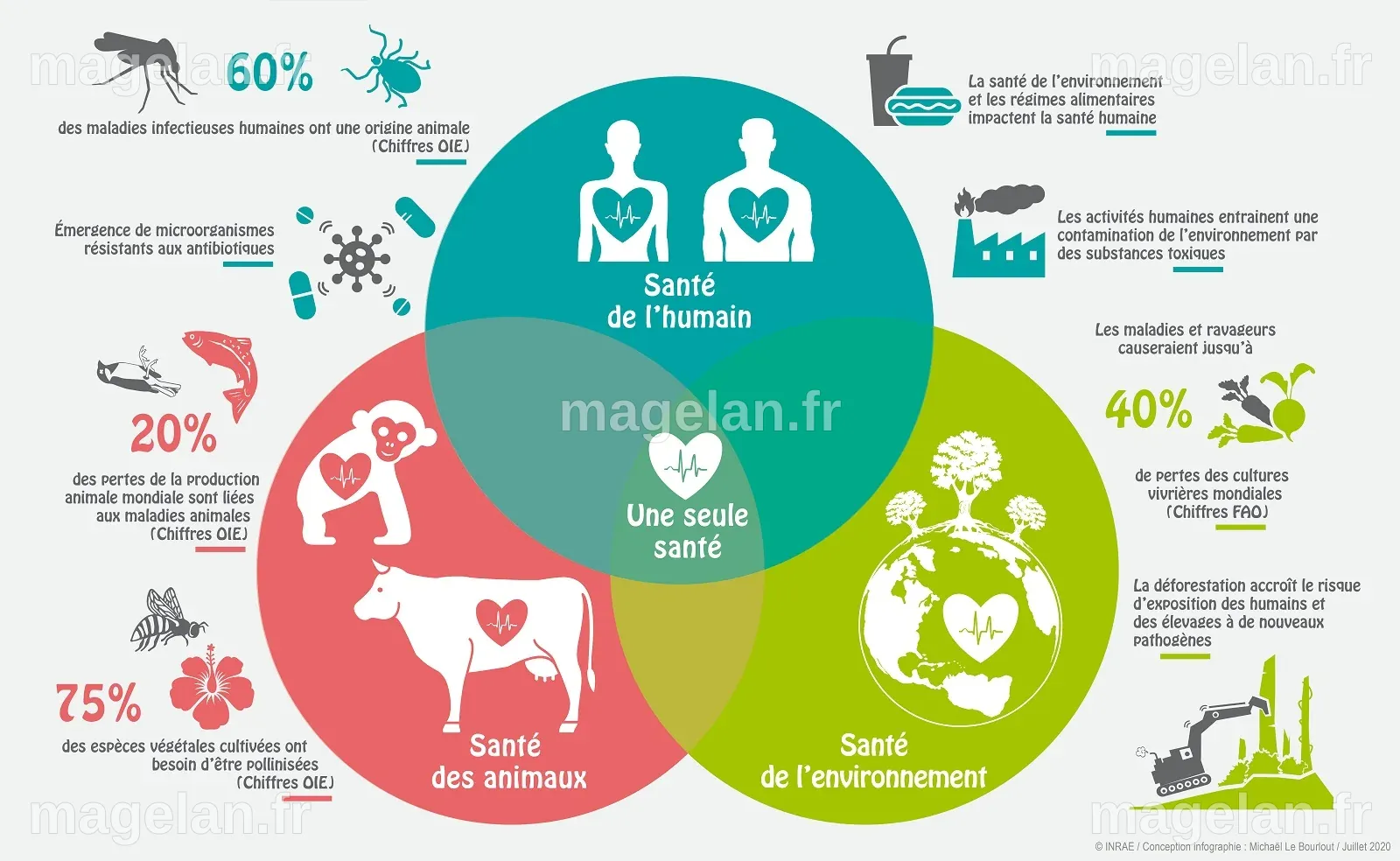 One Health, une seule santé | INRAE