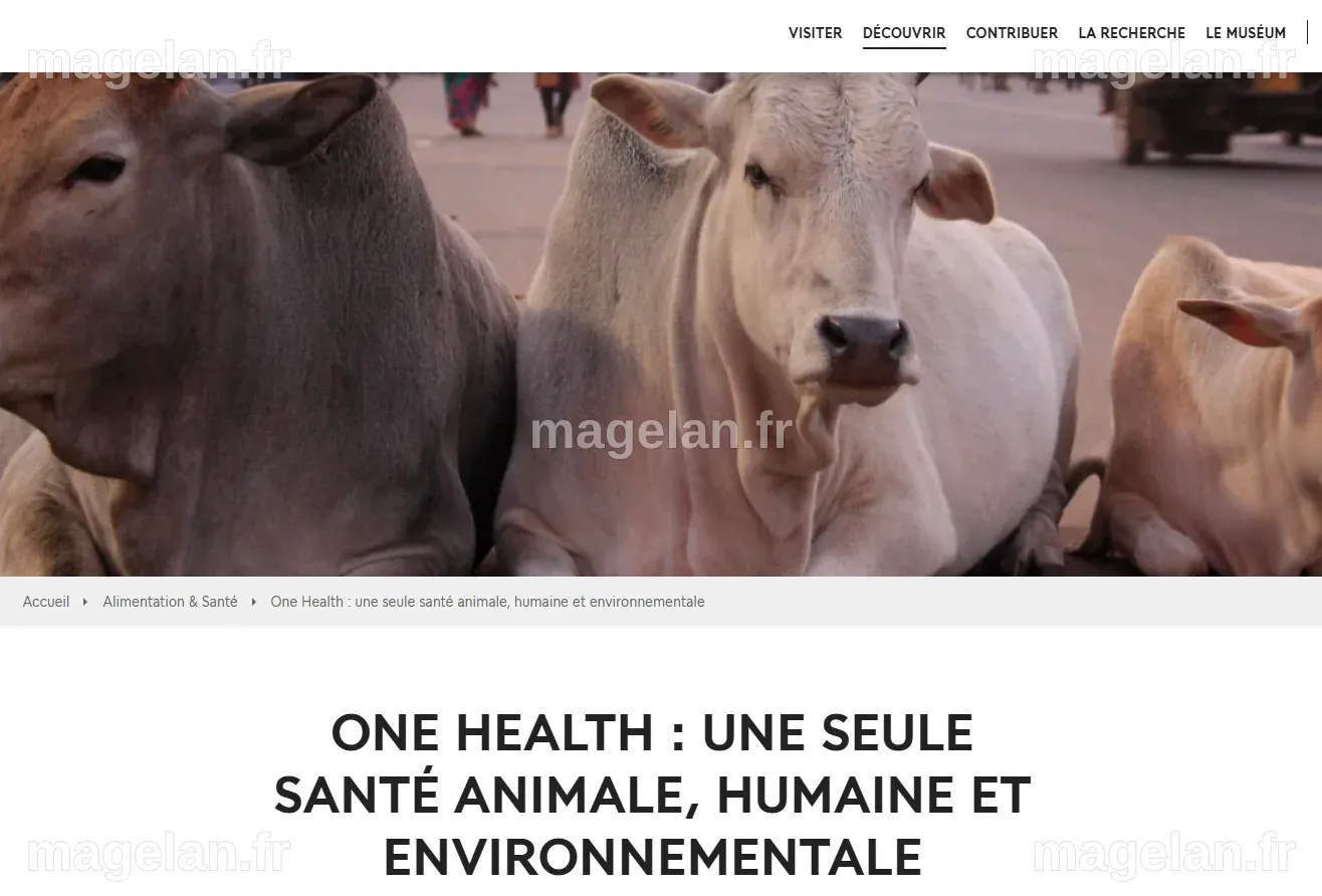 One Health : Une seule santé animale, humaine et environnementale ...