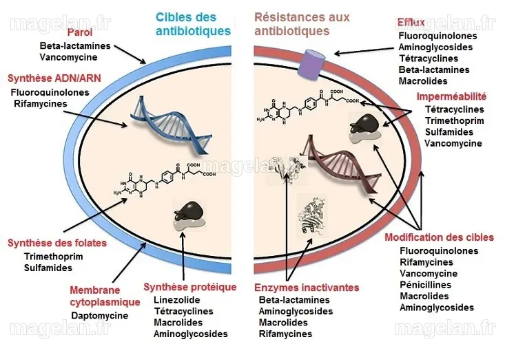 Antibiotiques, antibiorésistance et environnement - Encyclopédie de l ...