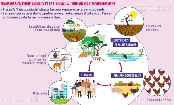 Santé mondiale : Les enjeux liés aux épidémies, aux virus et à l'antibiorésistance face à la dépendance de notre santé à la planète et aux animaux