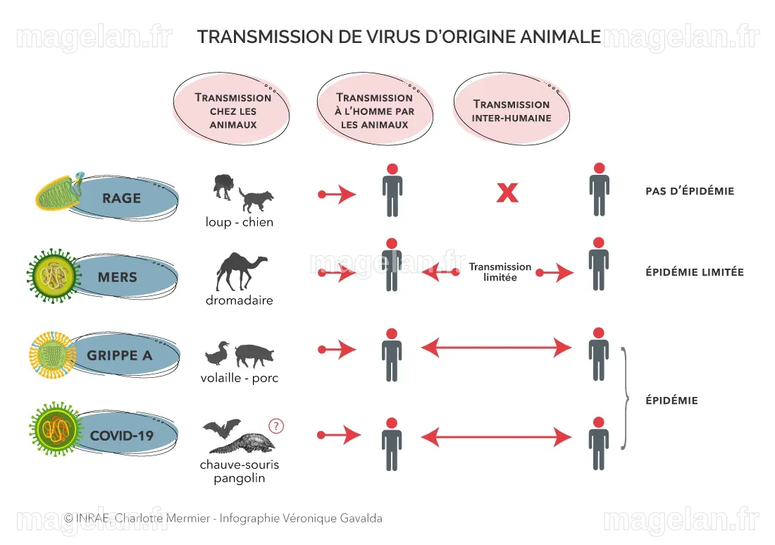 COVID-19 : comprendre une épidémie | INRAE