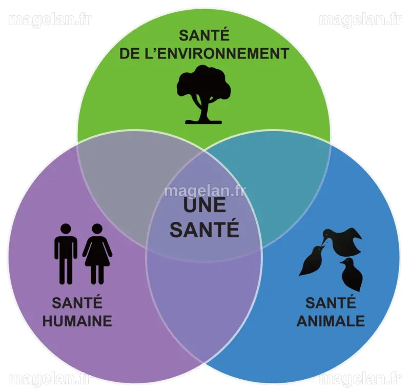 Environnement, animaux, humains: une même santé – Butine.info