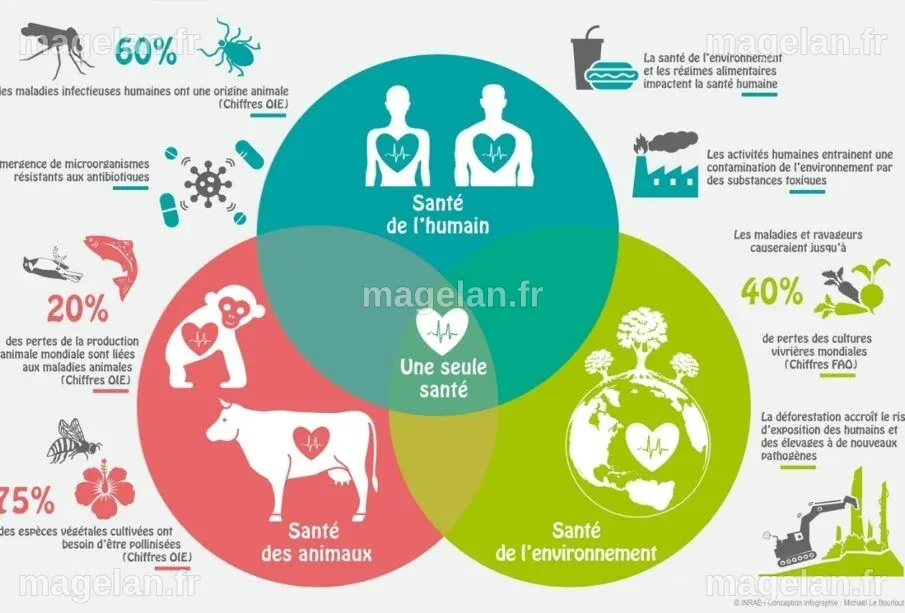 Santé animale : Un enjeu majeur pour le bien-être des animaux - Echos Santé