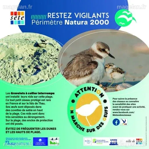 Sète : deux nouveaux enclos sur la plage pour préserver la nidification ...