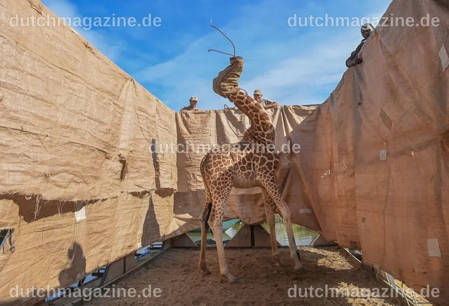 World Press Photo 2021: Das sind die Pressefotos des Jahres - DER SPIEGEL