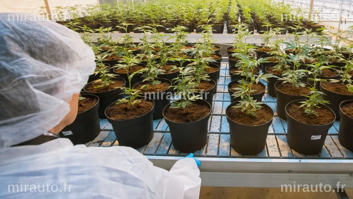 Des chercheurs révèlent que la marijuana n'atténue pas l'anxiété ni d'autres troubles mentaux
