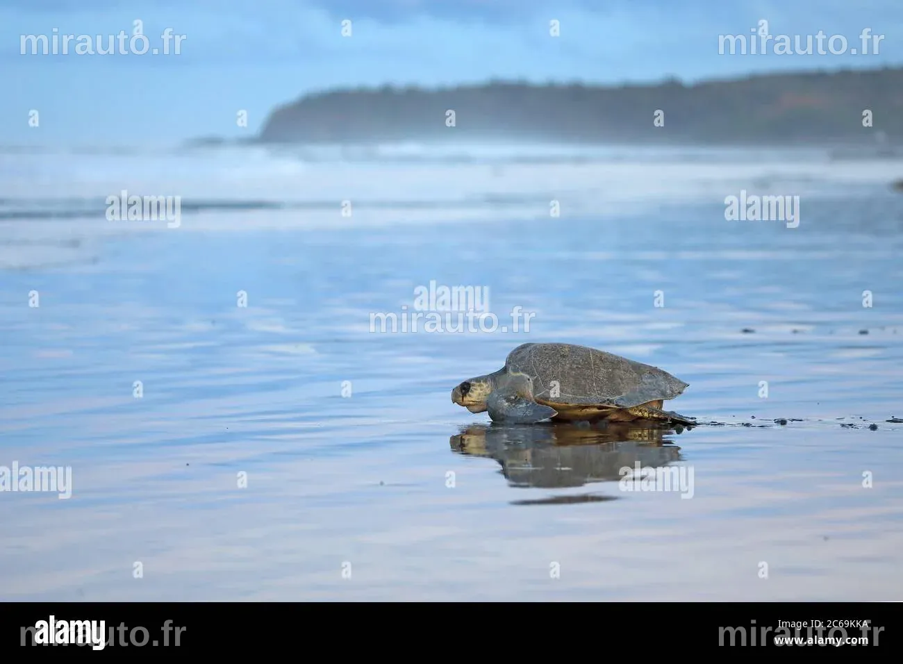 Une tortue de mer Kemp's ridley à trois membres suivie par satellite dans l'océan
