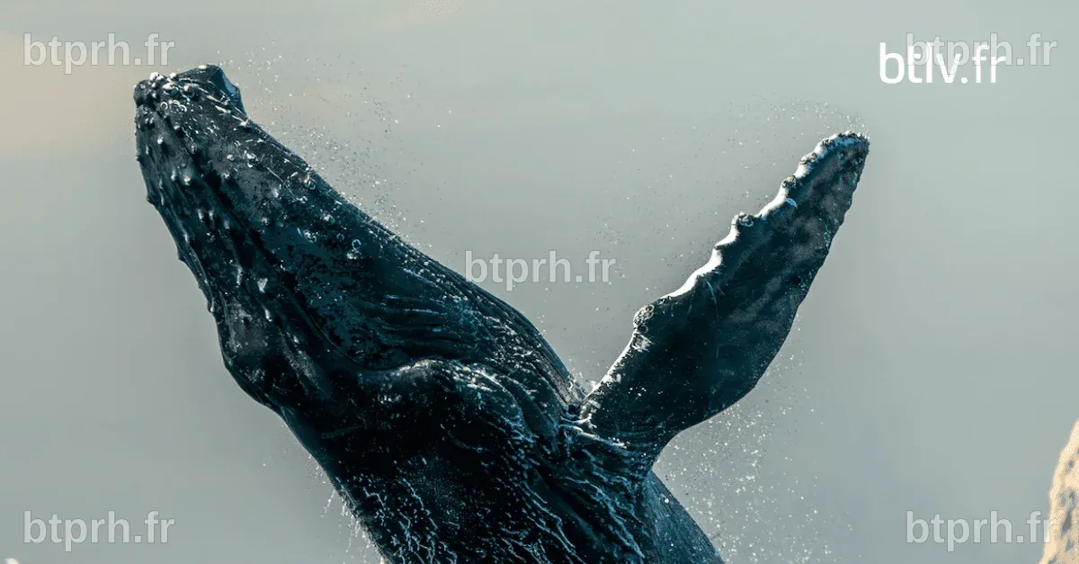 Les scientifiques du SETI communiquent avec les baleines pour apprendre ...