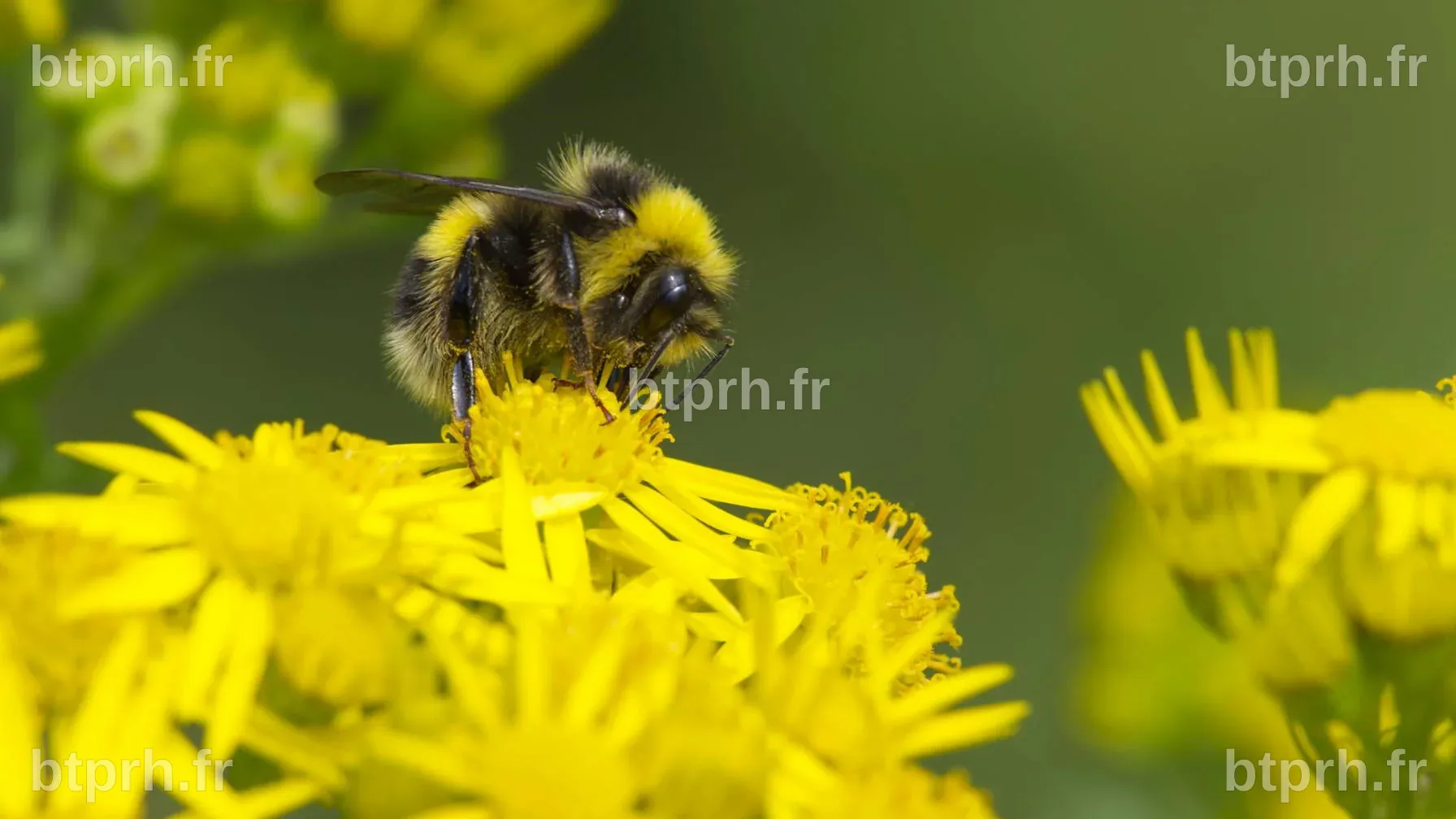 Les pesticides mettent en danger 70 % des espèces d’abeilles sauvages ...