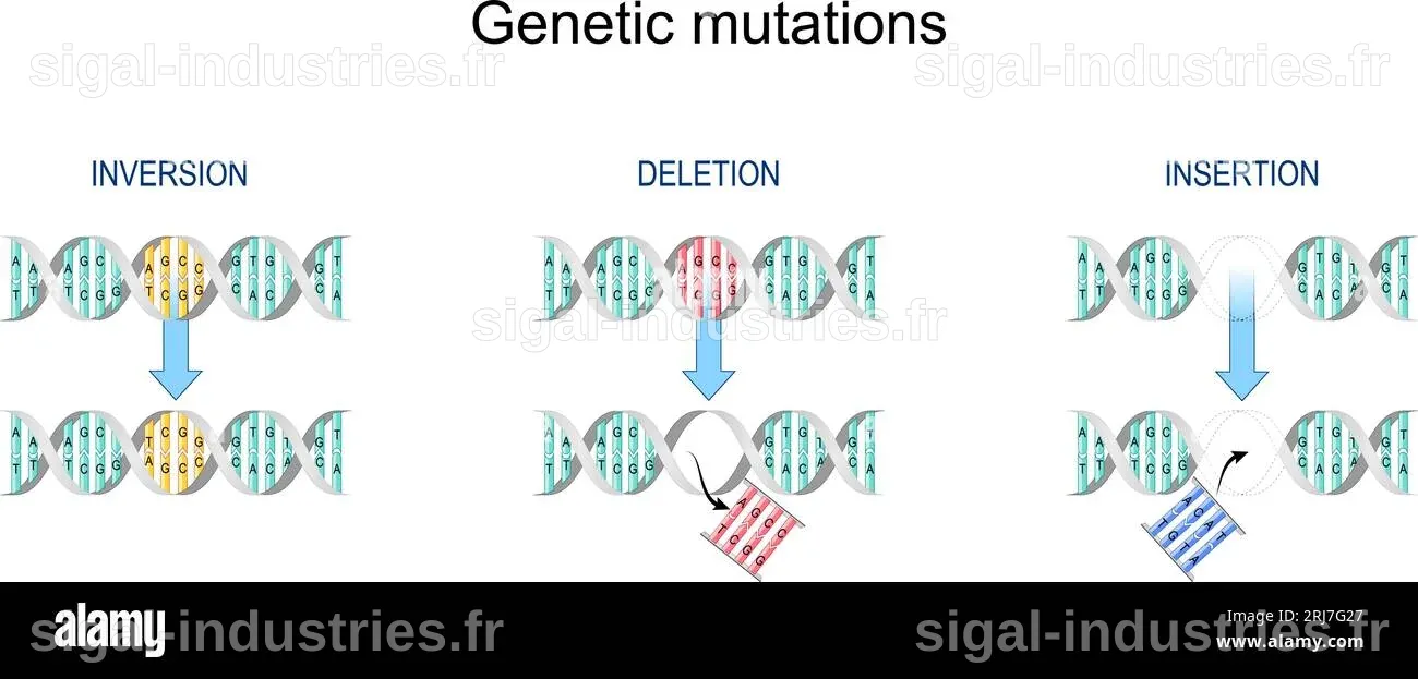 Découverte d'une mutation génétique liée aux dents après des décennies de recherches