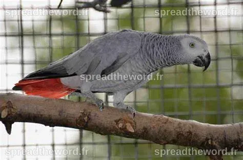 Prix Perroquet Gris Du Gabon
