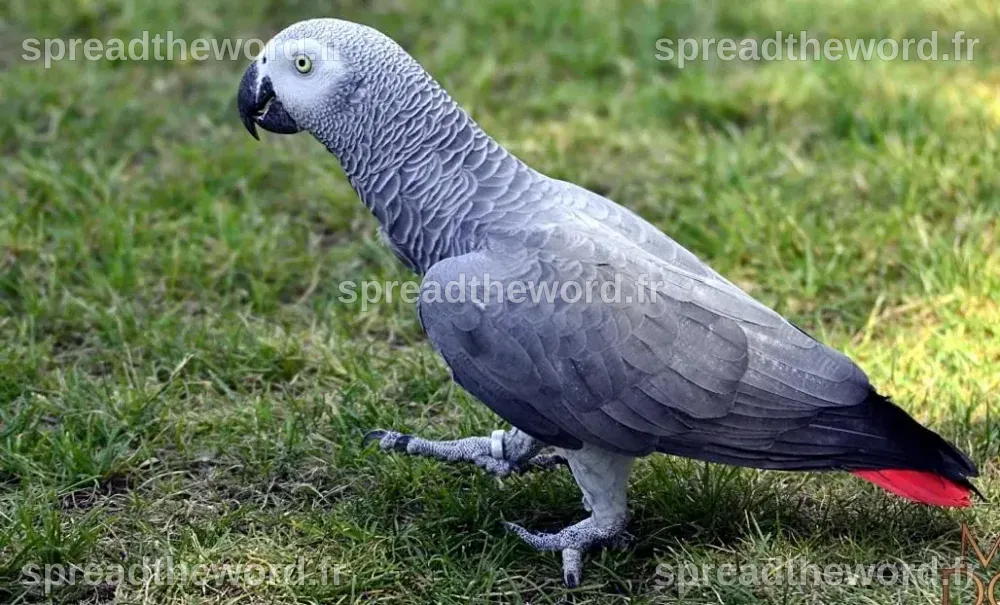 Prix perroquet gris du gabon – Artofit