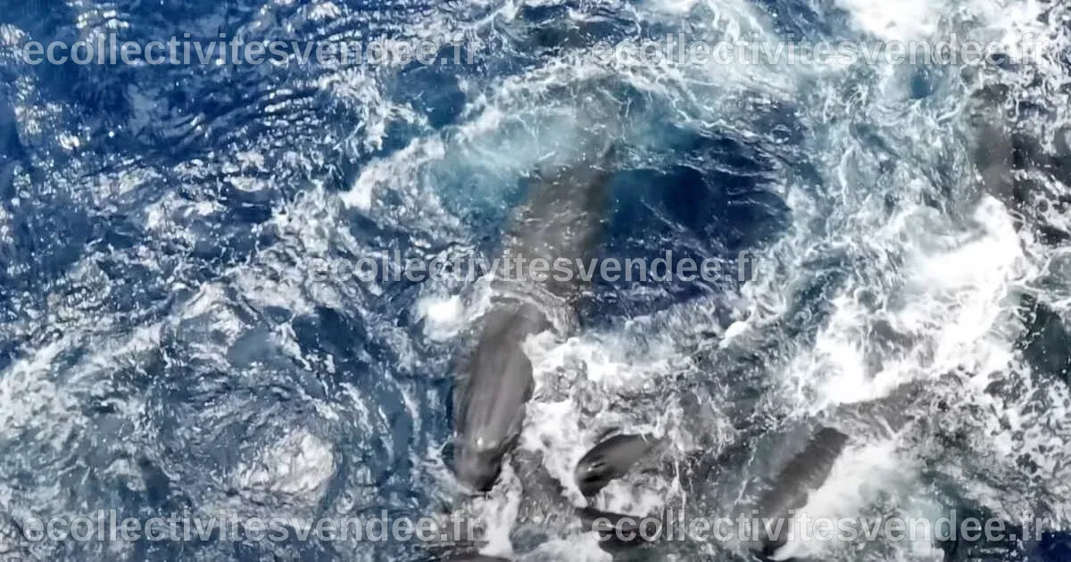 Révolutionnaire : la naissance d'un cachalot capturé en vidéo pour la ...