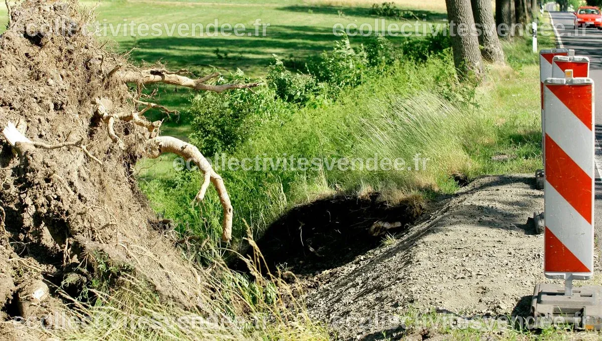 Chutes d'arbres, coupures de courant : les conséquences des vents ...
