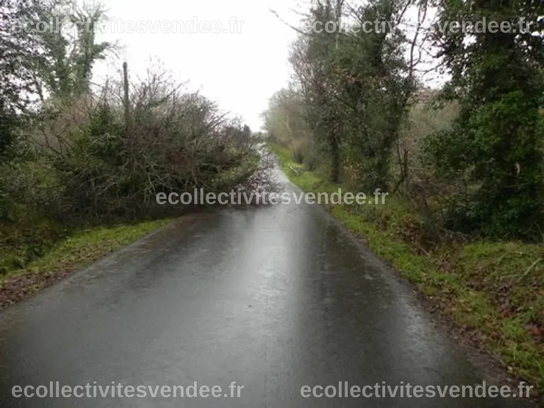 Arbres couchés et coupures de courant dans les Ardennes