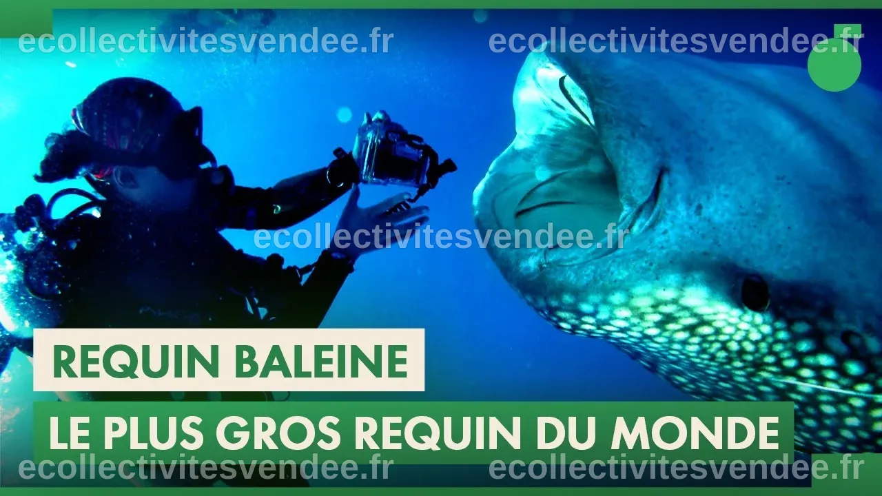 Documentaire | Requin Baleine : rencontre avec le plus grand poisson du ...