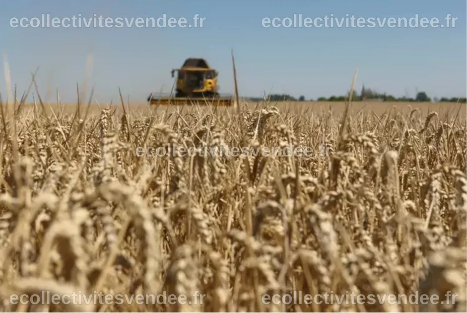 Le climat fait flamber les prix des céréales sur le marché mondial ...