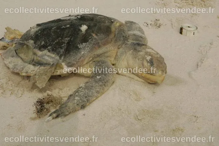 Image libre: kemp, ridley, mer, tortue, en voie de disparition, lavages ...
