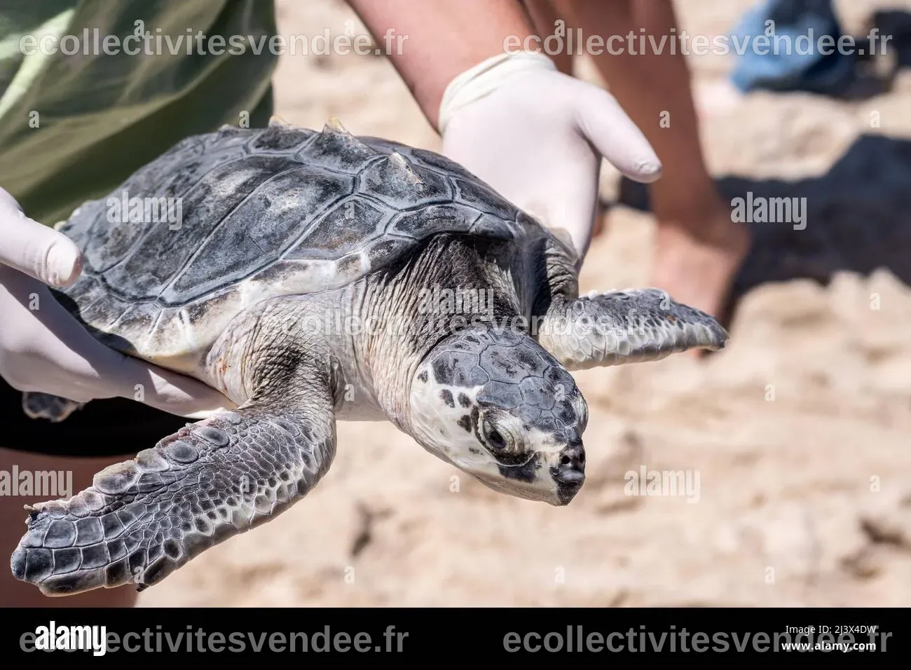 La libération de la tortue de mer Ridley de Kemp, de tortues en danger ...