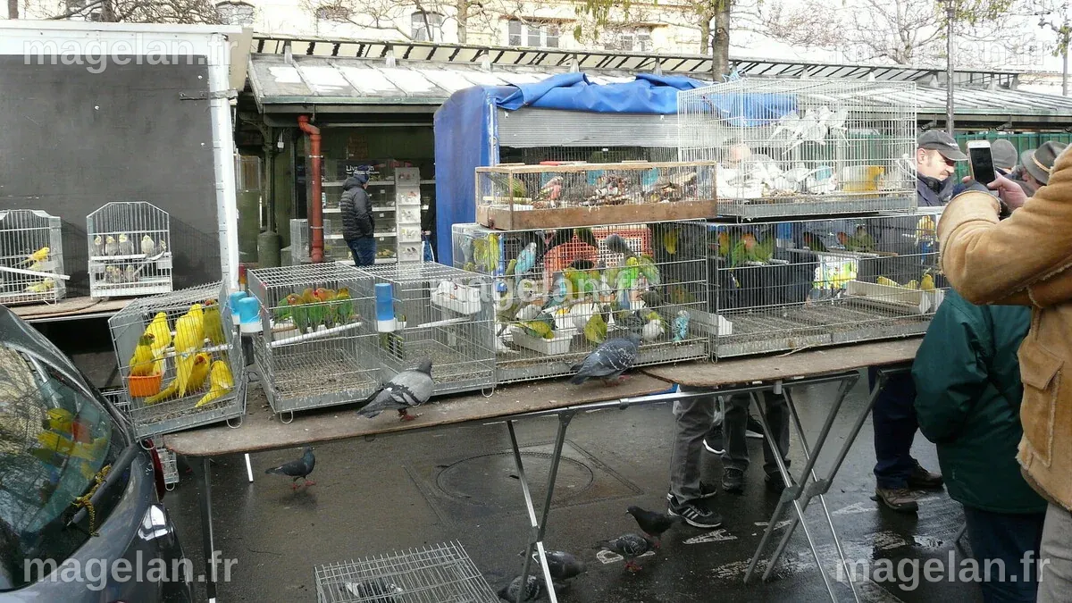 Le marché aux oiseaux de l’Île de la Cité va enfin fermer cette année ...