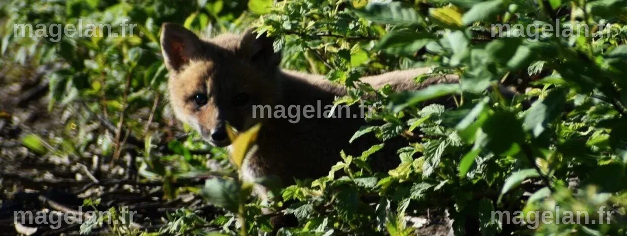 Abattre les renards, fouines et corneilles : un non-sens selon la science