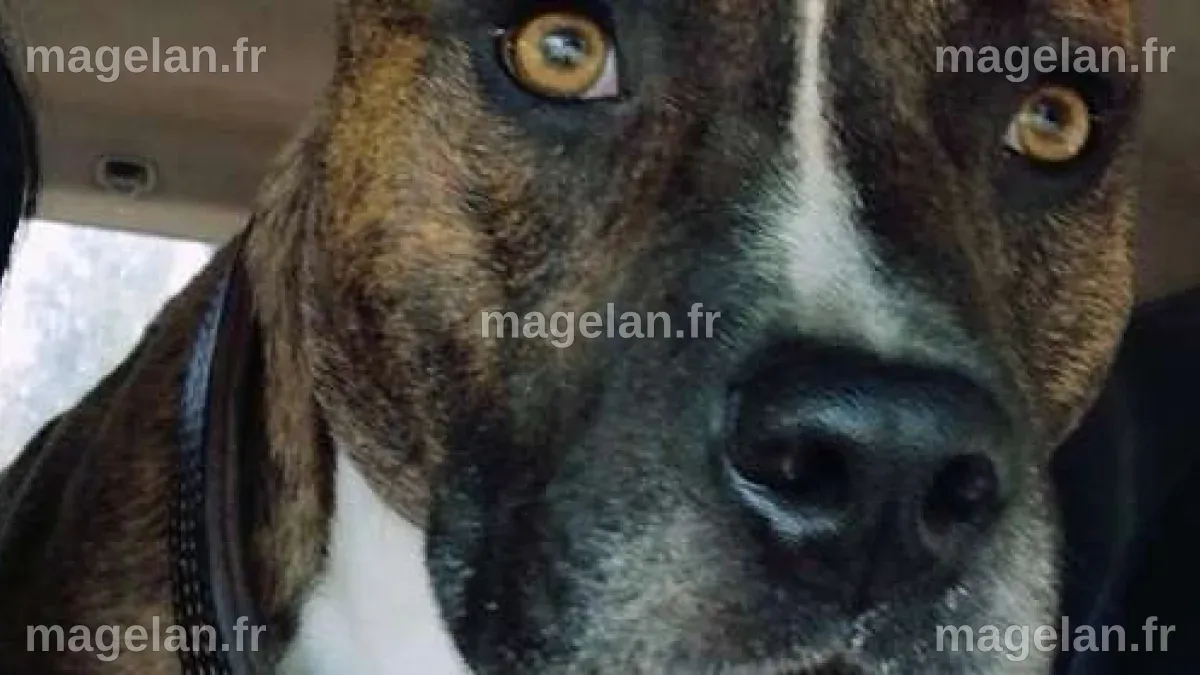 Mort d’Elisa Pilarski : pour l’avocat de Christophe Ellul, son chien ...